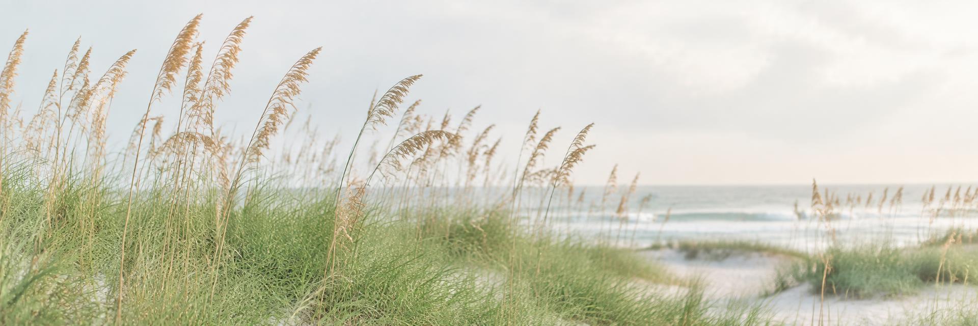 Sea oats on the dunes at Sullivan's Island